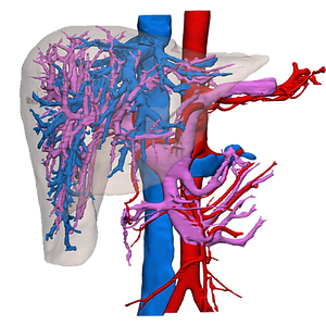 Hepatology