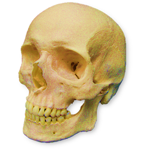 Oral and Maxillofacial